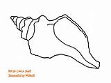 Conch Drawing Queen Shell Clipart Shells Draw Paintingvalley Drawings Clipartkey sketch template