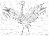 Crane Crowned Grulla Coronada Supercoloring Kronenkranich Ausmalbild Designlooter Africana sketch template