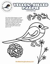 Billed Magpie sketch template