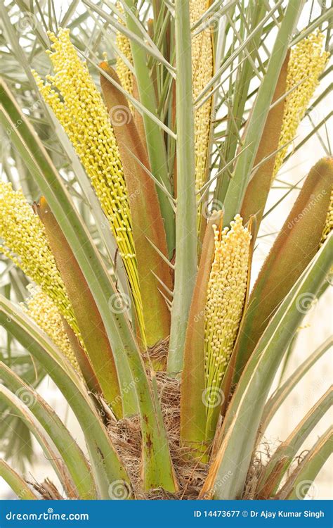 spathe  flowers   date palm tree stock image image  exotic