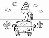 Giraffe Driving Coloring Coloringcrew sketch template
