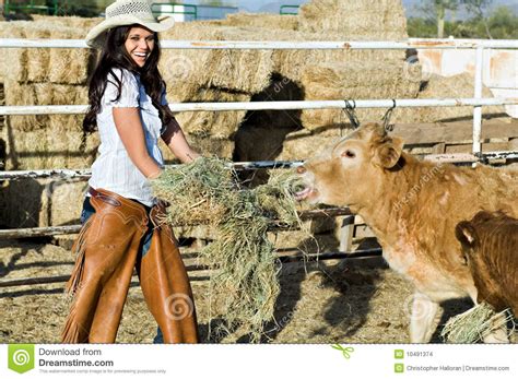 Feeding The Cows Stock Images Image 10491374