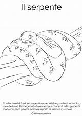 Letargo Serpente Vanno Pianetabambini Disegnare Bacheca sketch template