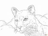 Coloring Puma Cougar Pages Printable Florida Panther Lion Mountain Portrait State Color Animal Drawing Print Panthers Getdrawings Getcolorings Template Online sketch template