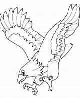 Colorat Pasari Aguila Aguilas Planse Colorare Aquila Falco Disegni Reale Desene Aquile Acquila Picchiata Poiana Aigle Falchetto Falcon Gheppio Rapaci sketch template
