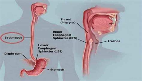 pengertian esofagus fungsi struktur bagian gangguan  penyakit