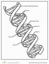 Genetics Heredity Helix Molecule Chessmuseum Forensic Ciencias sketch template