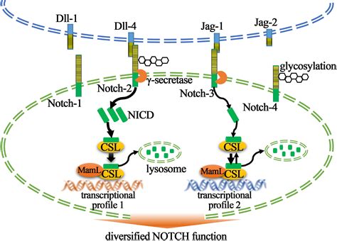frontiers biological significance  notch signaling strength