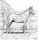 Horse Coloring Pages Printable Spotted Appaloosa Realistic Leopard Print Horses Coat Wild Clipart Color Adults Palomino Book Animal Online Popular sketch template