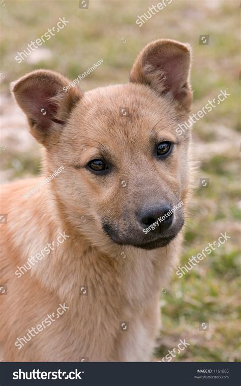 mongrel dog stock photo edit   shutterstock