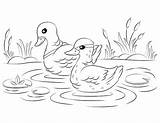 Duck Coloring Pages Pdf Printable Museprintables Paper sketch template