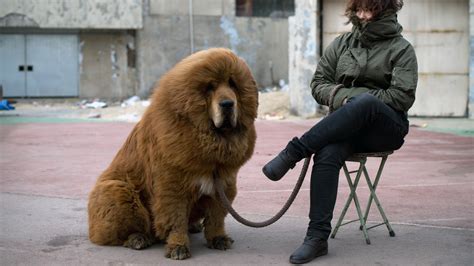 tibetan mastiff dog breed history   interesting facts