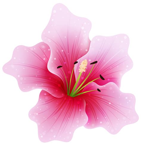 collection  flower png pluspng
