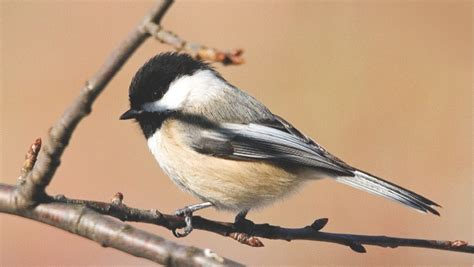 fun facts  black capped chickadees storing  food