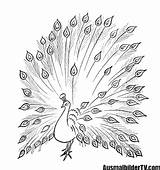 Ausmalbilder Pfau Ausmalbild Malvorlagen Ausmalen Vogel Ausdrucken Erwachsene Bird Pfauenfeder Ausmalbildertv Zeichnung Besuchen sketch template