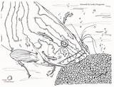 Oceanconservancy Fisheries Conservancy sketch template