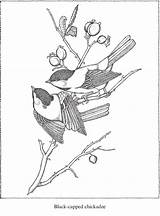 Audubon Dover Publications Colouring Doverpublications sketch template