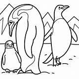 Coloring Library Penguin Pages Clipart Printable Cute sketch template