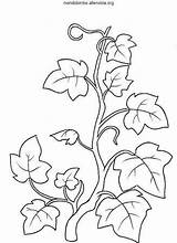 Vine Coloring Pages Branches Drawing Pattern Flower Result Google Au Adult Leaf sketch template