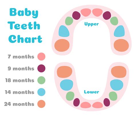 images  tooth chart printable full sheet dental chart teeth