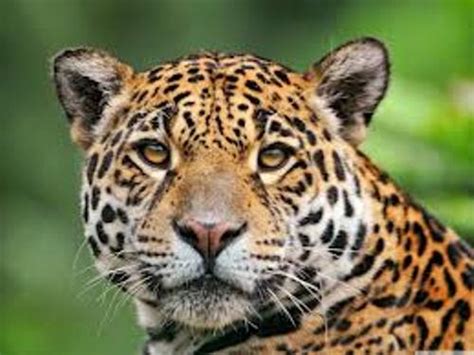 interesting jaguar facts  interesting facts