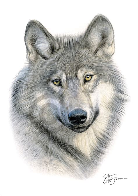 grey wolf colour pencil drawing print   signed  uk artist