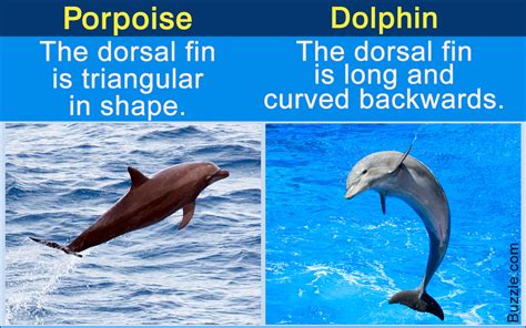 Similar Looks Different Characteristics Porpoise Vs