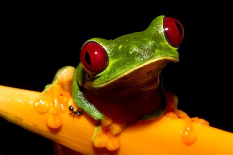 red eyed treefrog agalychnis callidryas red eyed tree fr flickr