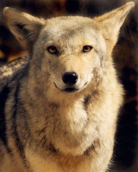 coyote beautiful wild coyote brown fine  shannonleighstudios  wolf dog wolf