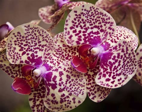 vanda  orchid genus flowers
