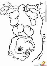 Coloring Pages Possum Printable Opossum Colouring Crafts Baby Kids Google Drawing Fox Search Sheets Visit Books sketch template