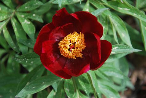 southern peony   bloom   year peony early scout