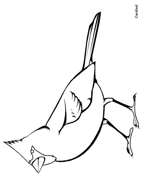 northern cardinal coloring page animals town animals color sheet