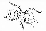 Ant Template Real Coloring Templates Colouring sketch template