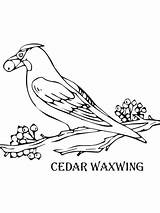 Cedar Waxwing Coloring Tree Drawing Pages Getdrawings Printable Color Online Print sketch template