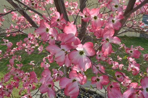 flowering dogwood      garden blog embassy