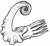 Ammonite Fossil Ammonites Silurian Ordovician Webstockreview Vectors sketch template