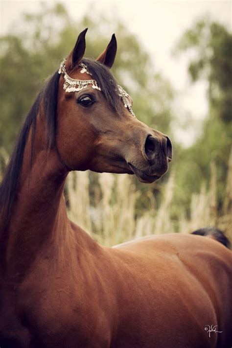 images  horsesarabian  pinterest arabian horses beauty