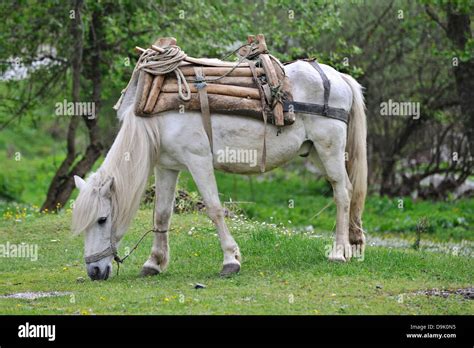 horse tacked   carry heavy loads  wooden logs mavrovo macedonia stock photo alamy