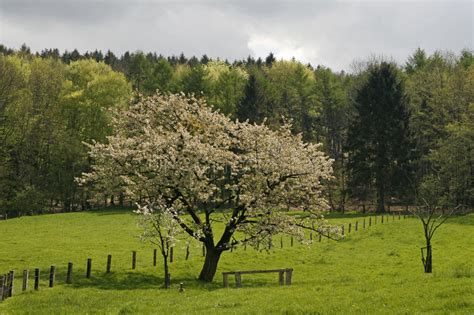 Ciliegio Con Il Campo Della Violenza In Germania Fotografia Stock