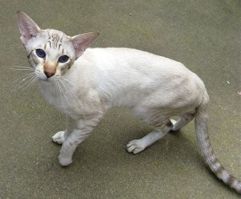 oriental shorthair information health pictures training pet paw