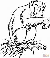 Chimpance Dibujos Chimpanzee Chimpancé Chimpances Gorilla Schimpanse Maleza Sentado Ausmalbild sketch template