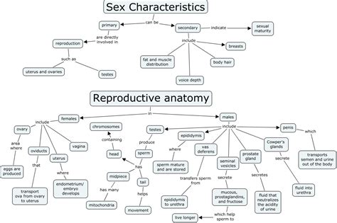 reproductive anatomy sex distinguishing characteristics