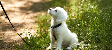 gassi gehen  ist die taegliche runde gesund fuer hund halter