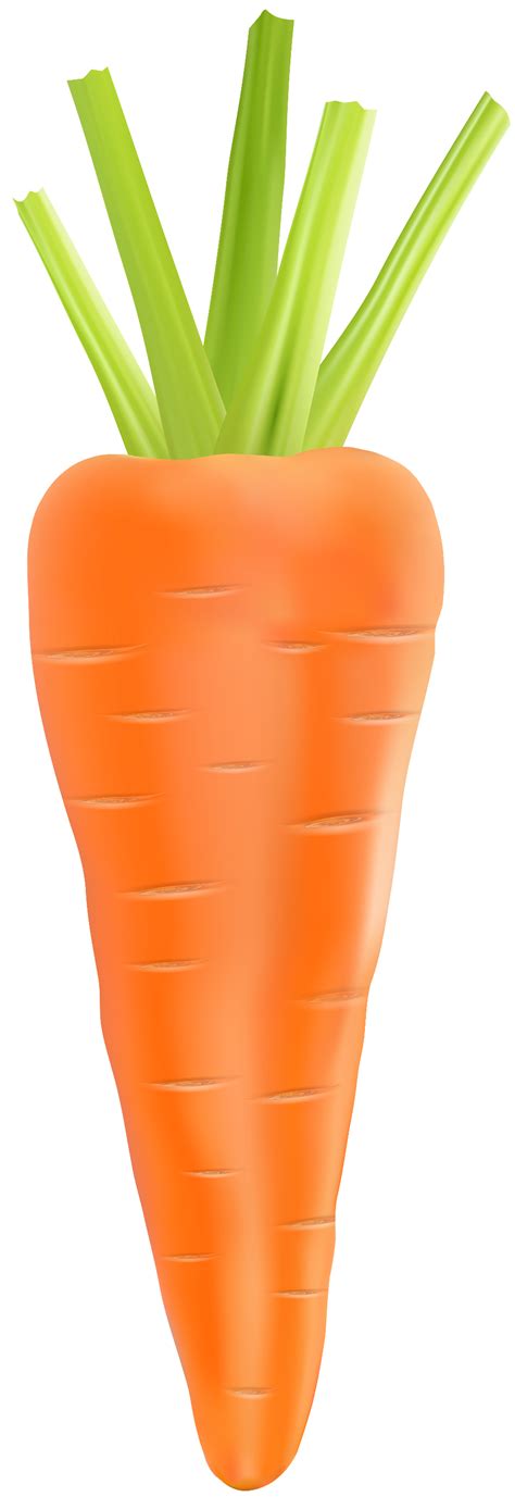 high quality carrot clipart realistic transparent png images