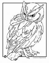 Coloring Realistic Pages Owl Animal Animals Outlines Baby Jr Owls Drawing Cute Printable Kids Printables Adults Birds Print Detail Babies sketch template