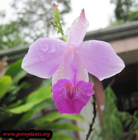 bamboo orchid   grow care