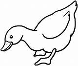 Coloring Duck Pages Hunting Library Clipart sketch template
