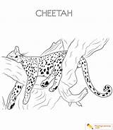 Cheetah Playinglearning Picks sketch template