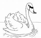 Swan Coloring Animals Printable Pages Kb sketch template